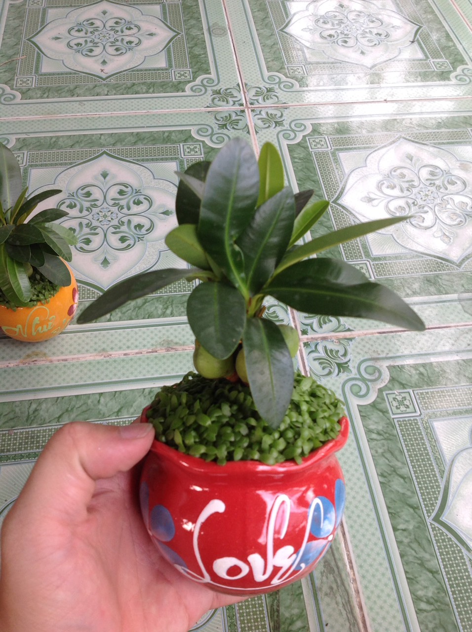 Cây May Mắn - Cây cảnh mini để bàn
