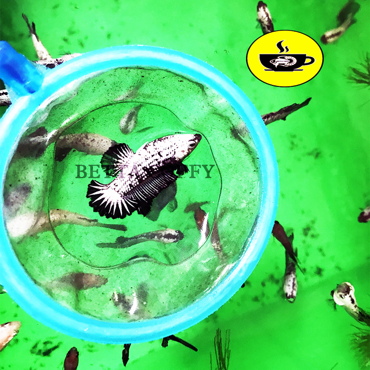 Thức ăn Cao Cấp dành cho 7 Màu và Betta | Cám CC Red 🐠🐓🐣🦐