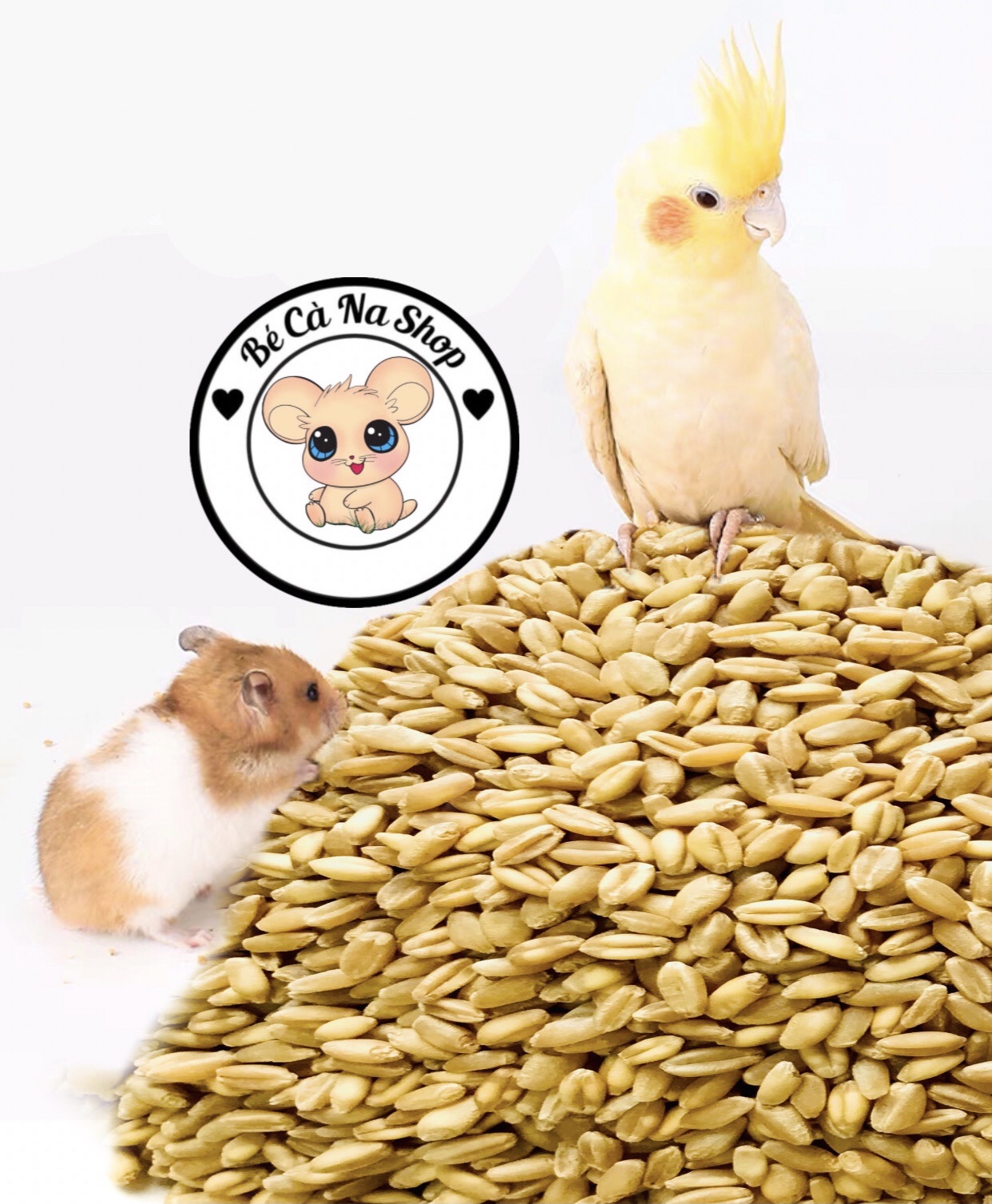 Lúa mì cho hamster (bé cà na) thức ăn cho hamster , thỏ bọ sóc chinchilla...