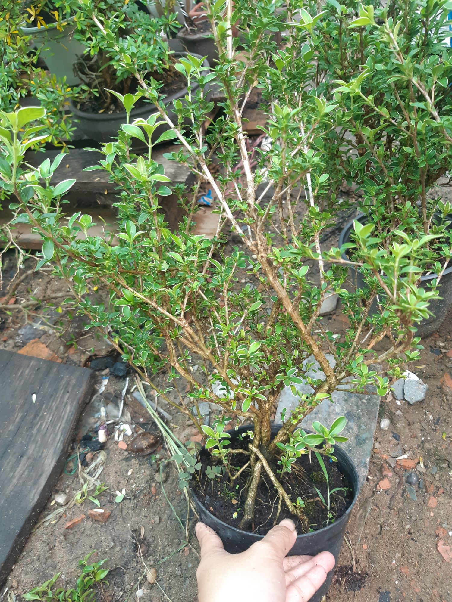 hoa bạch tuyết mai