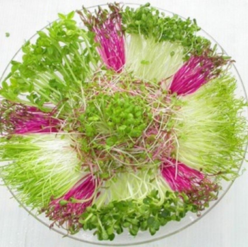 Hạt Giống rau Mầm cải xoong