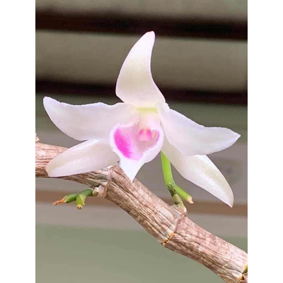 Phi Điệp 5Ct Phú Thọ 5Ct Rừng