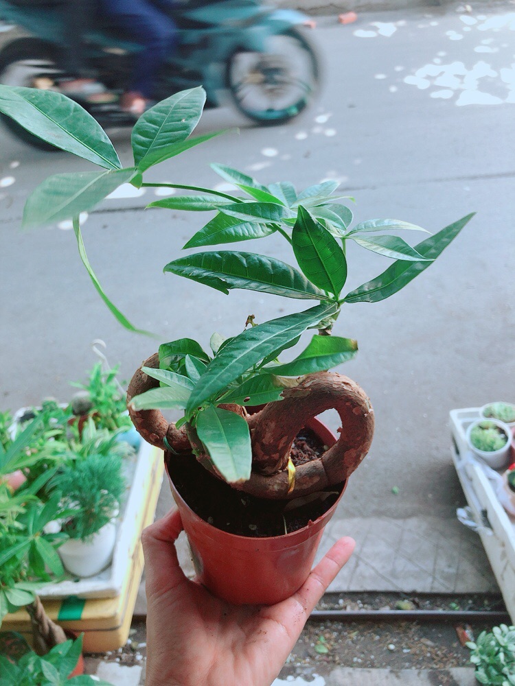Chậu kim ngân nơ