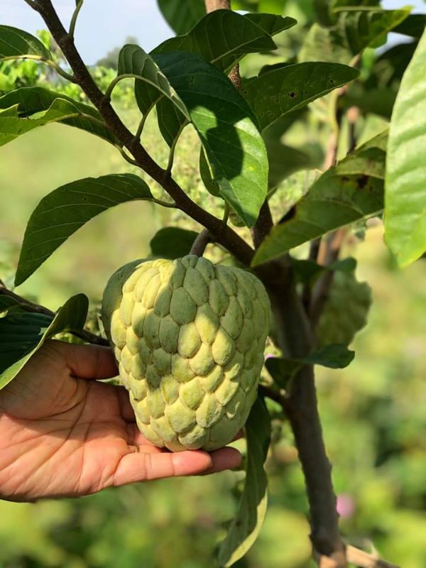 Cây giống Na Thái Quả To + Tặng 02 Cây Quế Giống