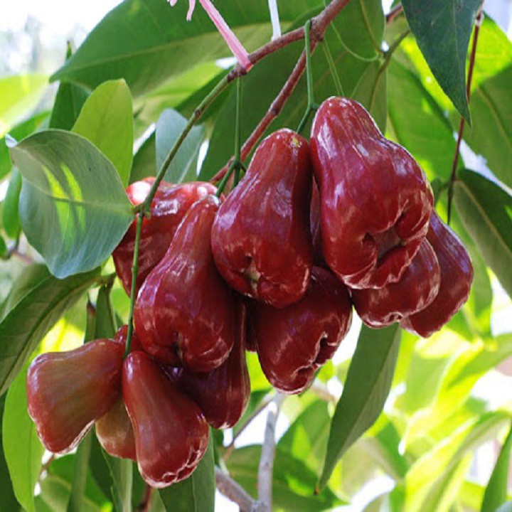 CÂY GIỐNG ROI ĐỎ THÁI LAN