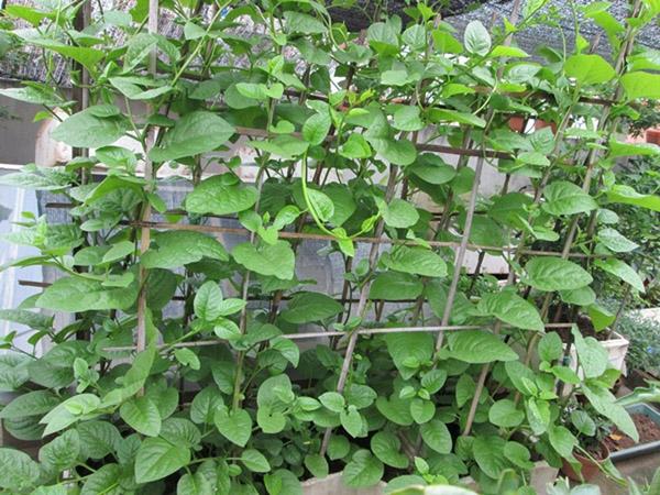 100H # Hạt giống rau mồng tơi tím , xanh ( tặng phân bón kích mầm ) .