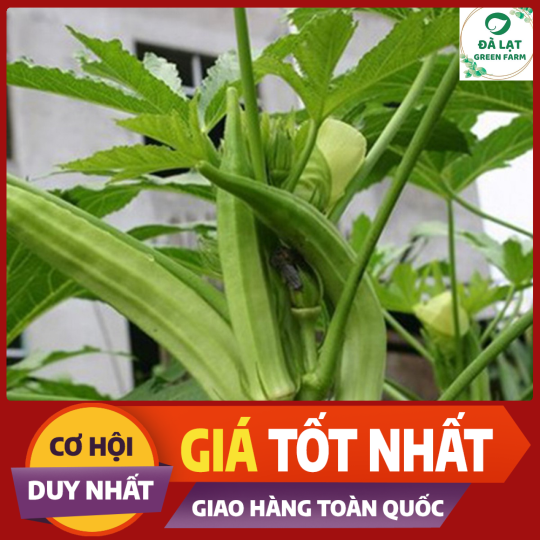 20GR_HẠT GIỐNG ĐẬU BẮP XANH (NẢY MẦM CỰC CHUẨN)