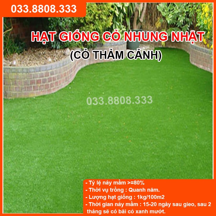 Hạt Giống Cỏ Nhung Nhật - Cỏ Sân Vườn (gói 200g)