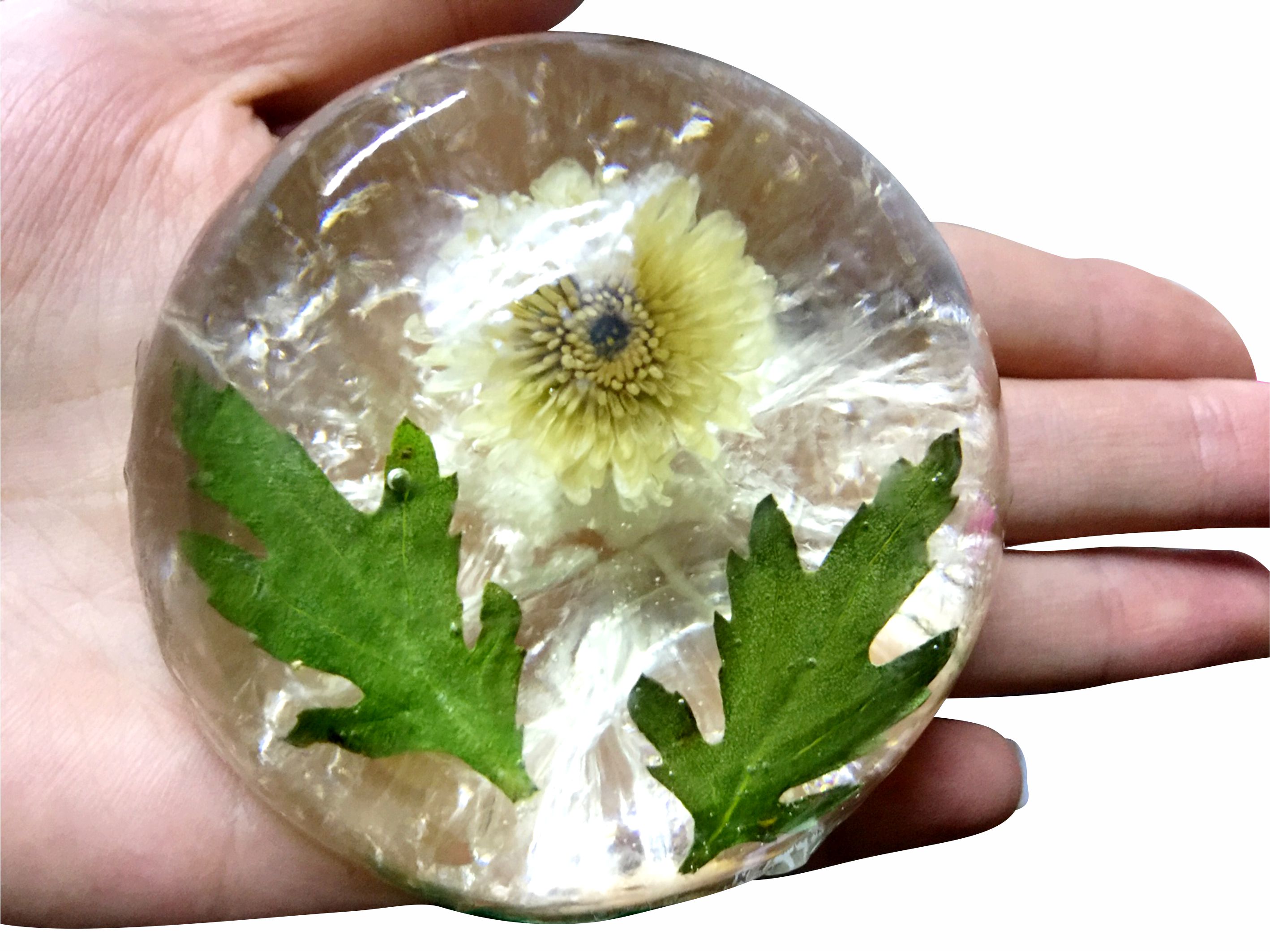 xà bông trong suốt / Chrysanthemum