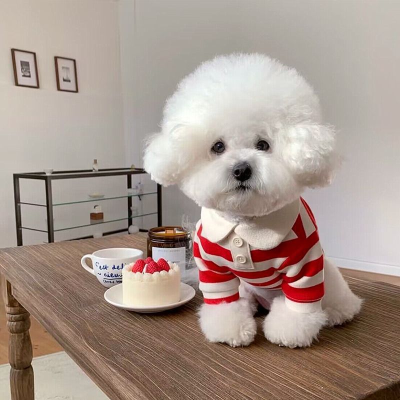 Mùa hè con chó Áo sơ mi thời trang quần áo chó dễ thương Dải PUPPY Áo sơ mi mỏng mềm mèo vest Kitten Dog quần áo Chihuahua Dog quần áo