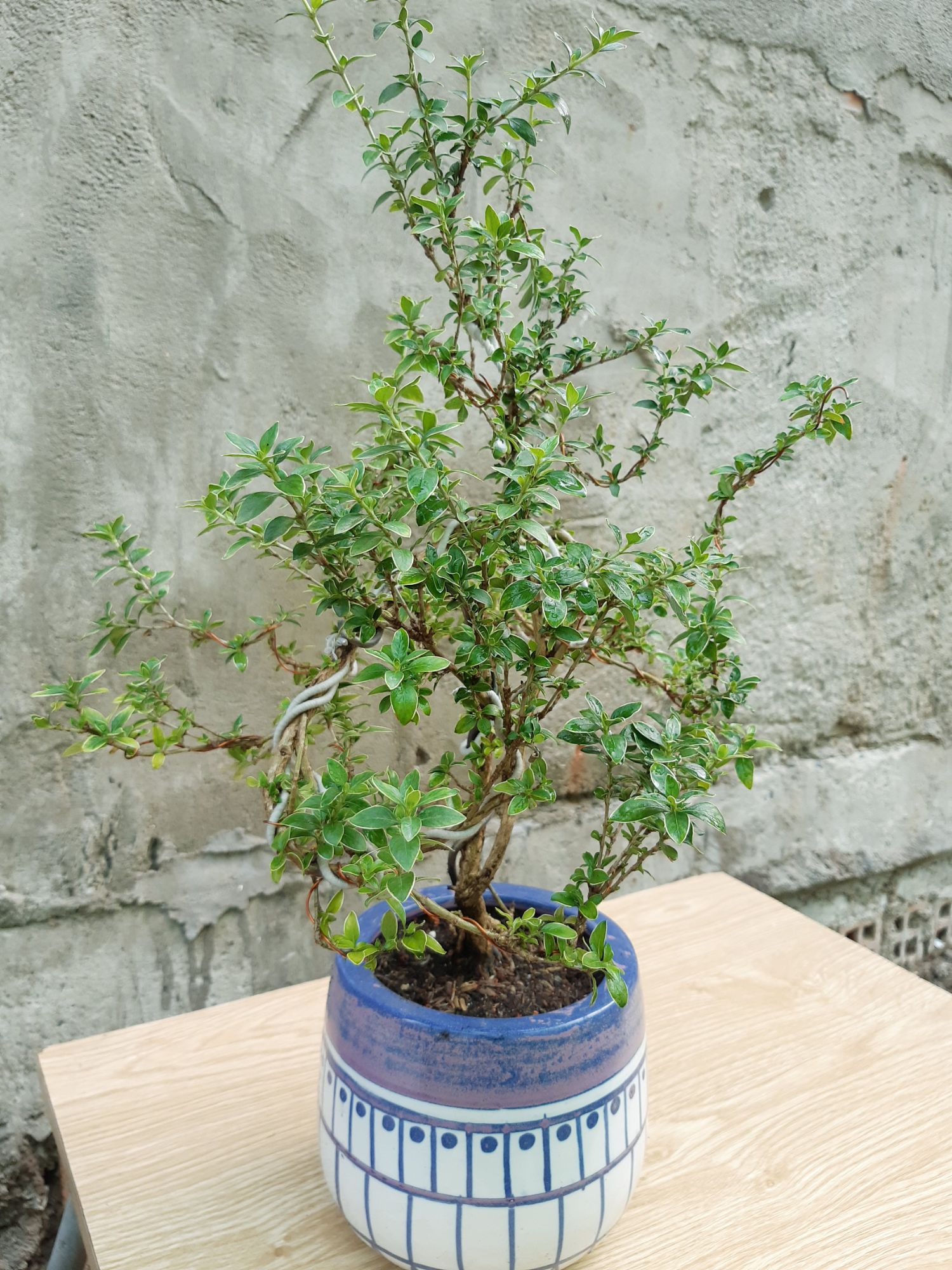 bạch tuyết mai bonsai trung