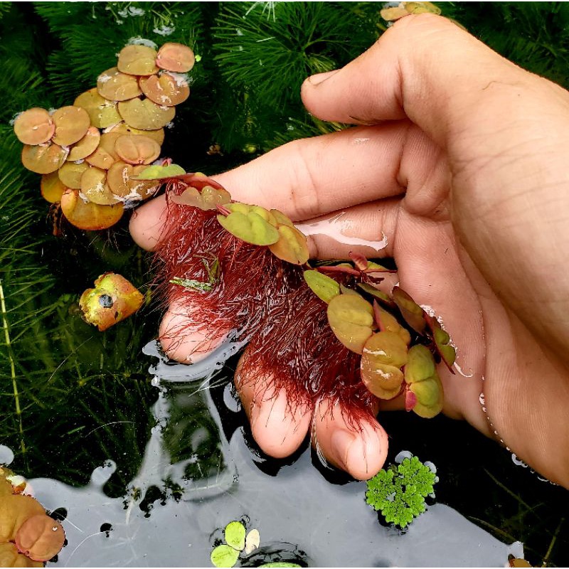 1 nhánh bèo rễ đỏ trang trí bể thủy sinh cá cảnh