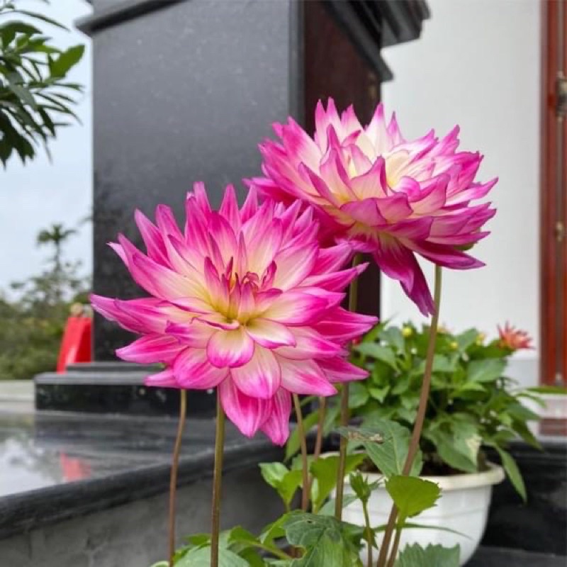 Củ hoa thược dược cánh sen giống mớihoa tết