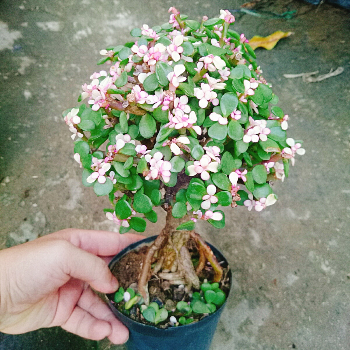 Cây Ngọc Bích (Đỏ) - Cây cảnh bonsai để bàn