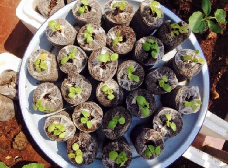 20 Viên Nén Xơ Dừa, Viên Nén Ươm cây, trồng rau thủy canh, chiết cành