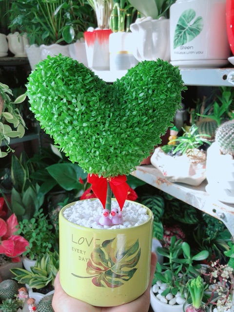 Chậu Cây May Mắn Trái Tim
