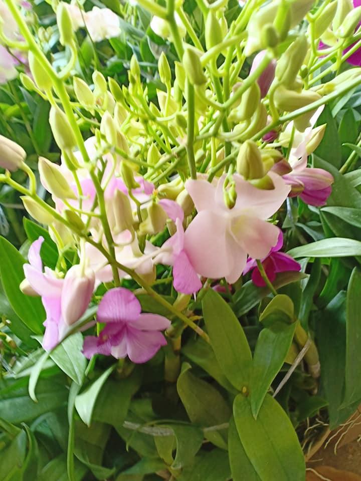 hoa lan denro đủ màu