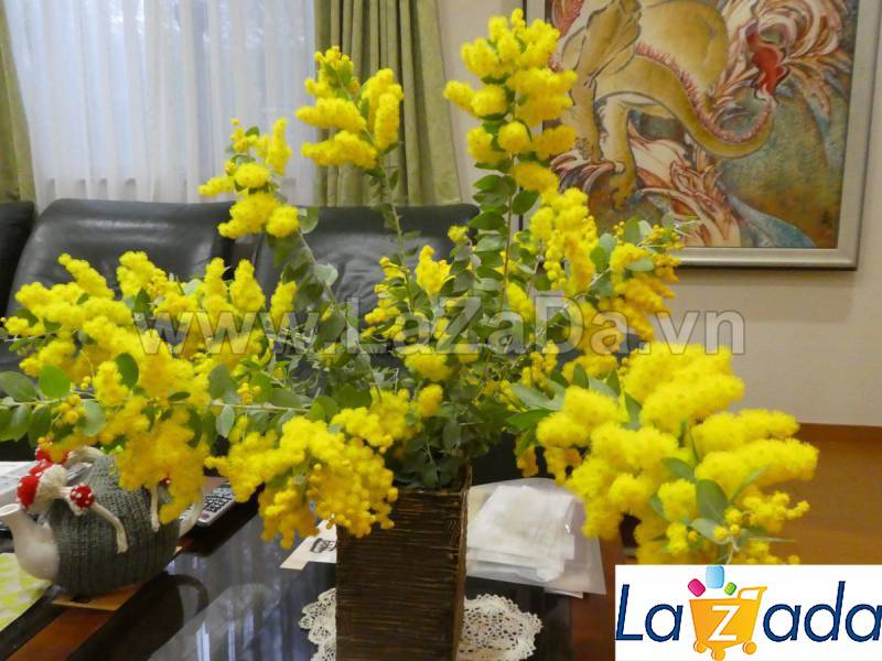 50h Hạt Giống Cây Mimosa (| -KD: B21*V64*M224)