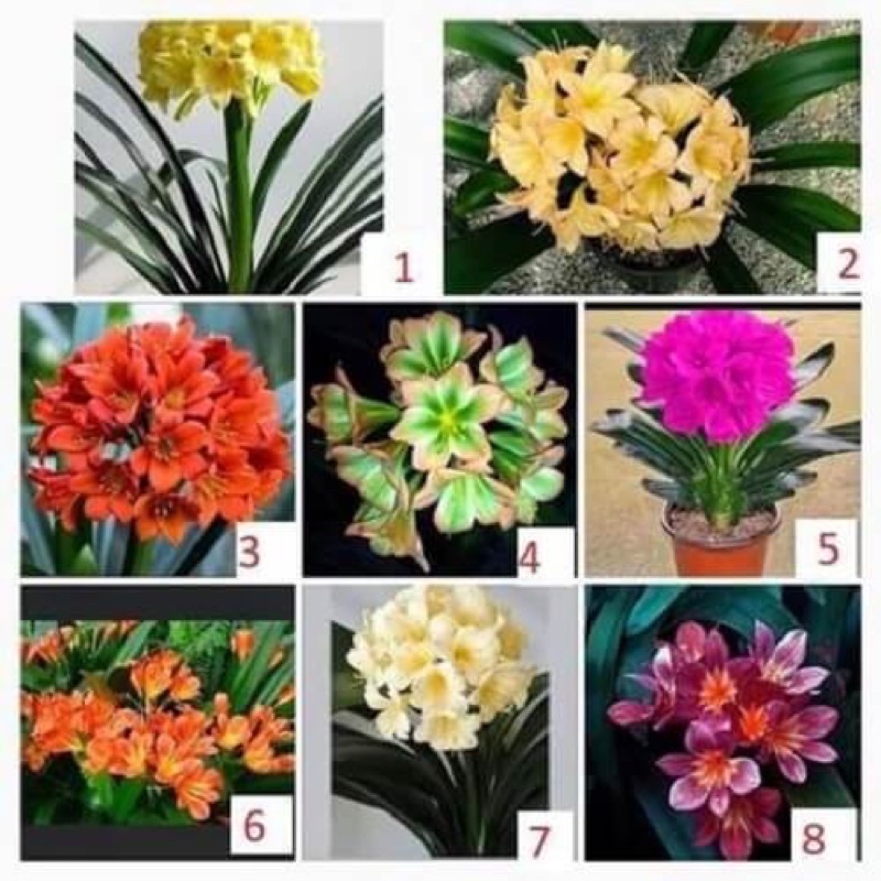 Củ hoa Lan quân tử(8 củ 8 màu) HOA TẾT