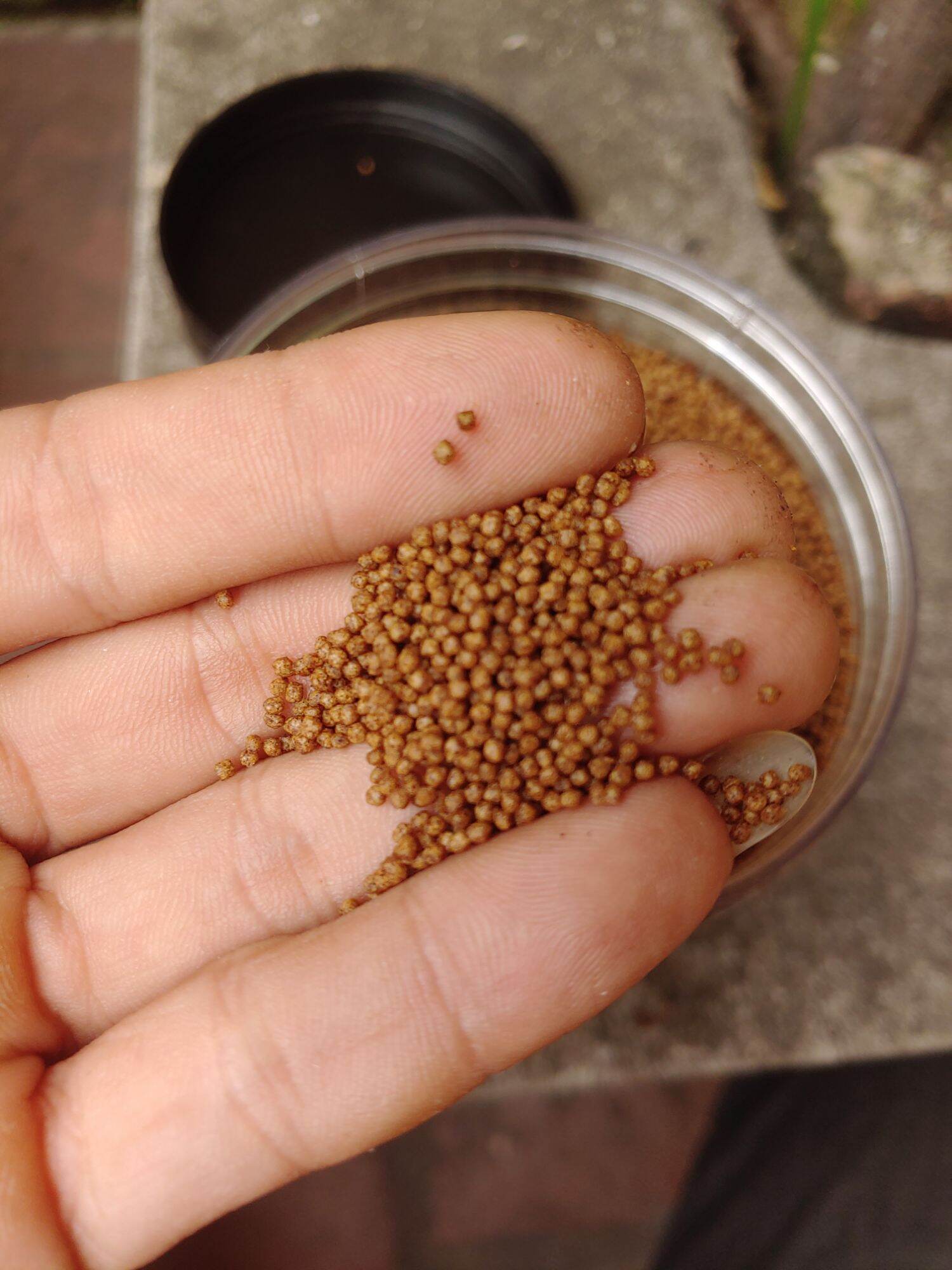 Cám cá vàng hạt 1mm độ đạm 45% nhanh lớn, dài đuôi.