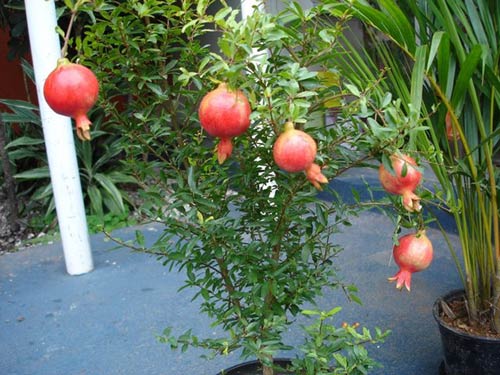 Hạt giống Lựu Lùn F1