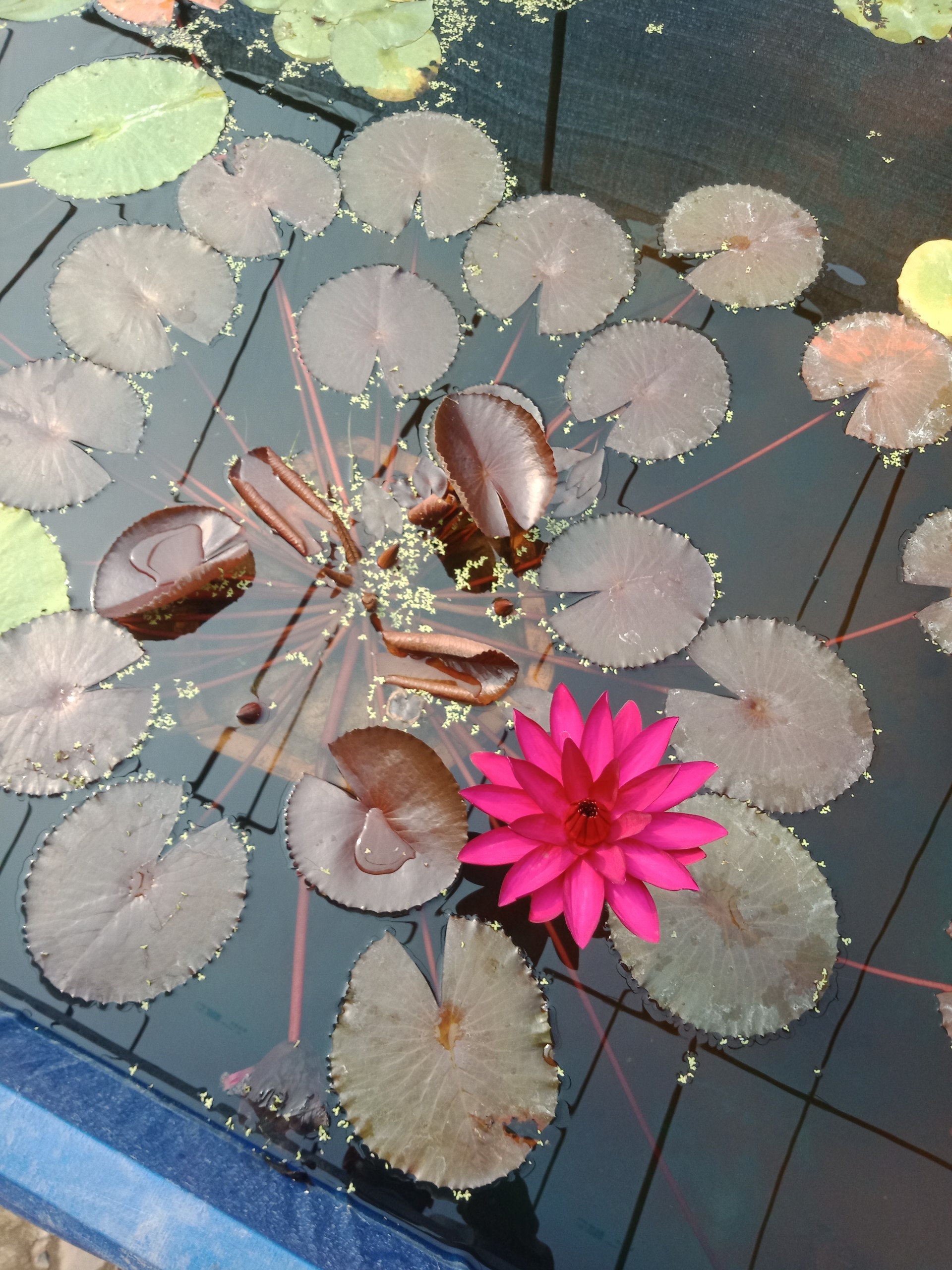 CÂY HOA SÚNG ĐỎ MỸ