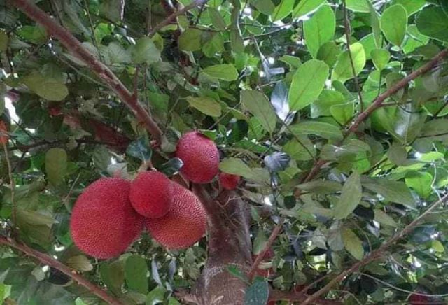 CÂY MÍT ĐỎ chuẩn giống
