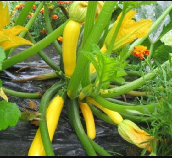 Hạt giống bí ngồi vàng siêu quả