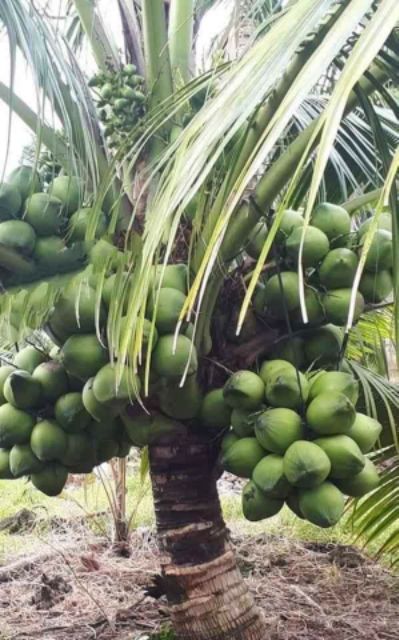 Dừa dâu (dừa chùm)