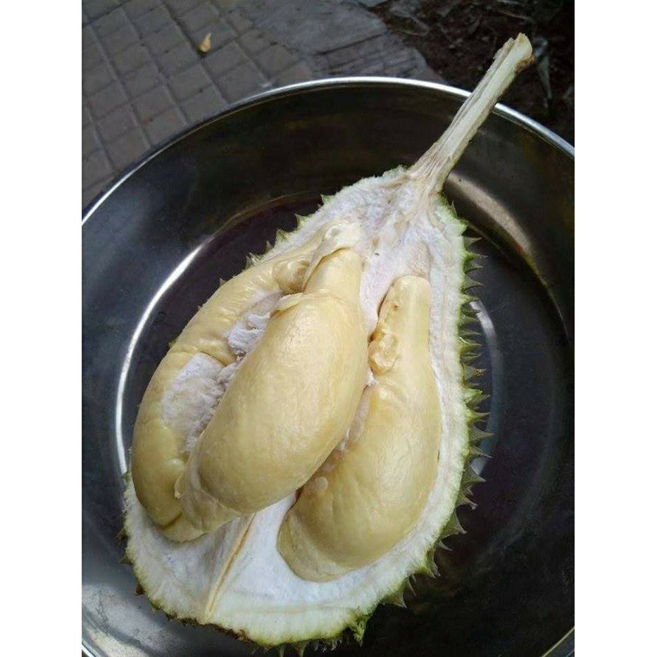 Cây sầu riêng chuồng bò