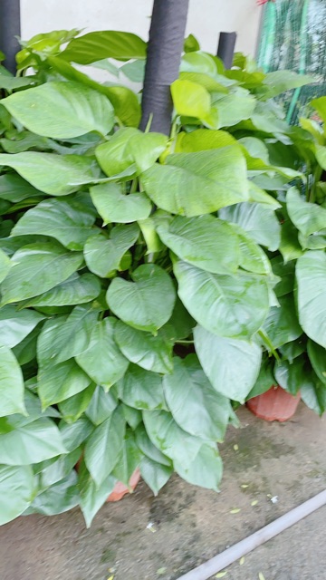 Trầu Bà Leo Size Đại