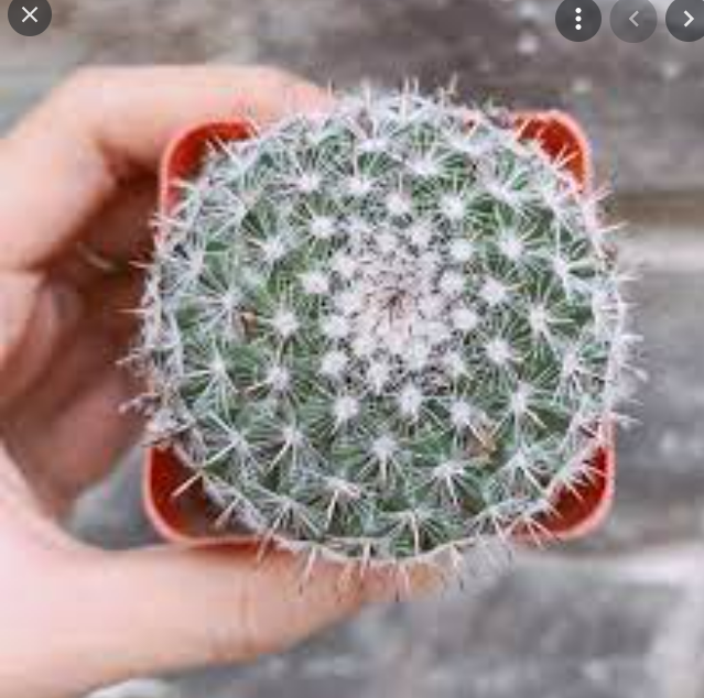 Cây Xương rồng Bánh Sinh Nhật size 5-7cm