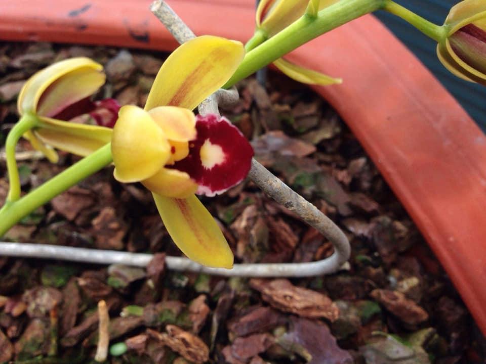 Vỏ thông trồng lan size nhỏ 0,5cm (vỏ thông vụn) 1kg