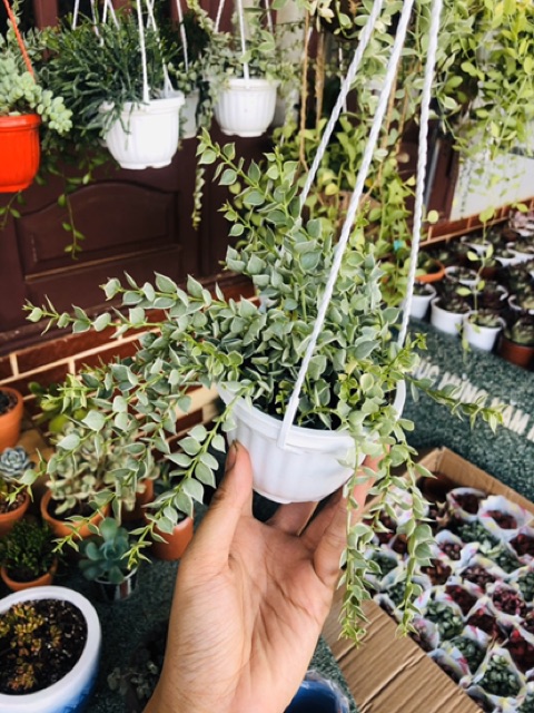 Lan LÁ TIM cẩm thạch chậu treo