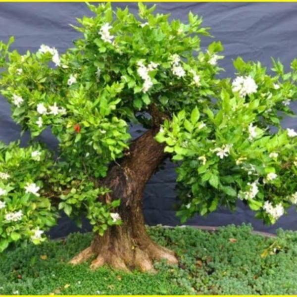 Cây nguyệt quế thái size to siêu đẹp, hoa siêu thơm