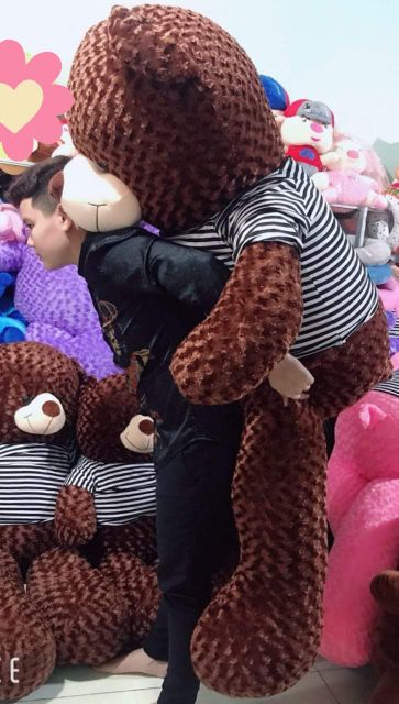 Gấu bông teddy size lớn