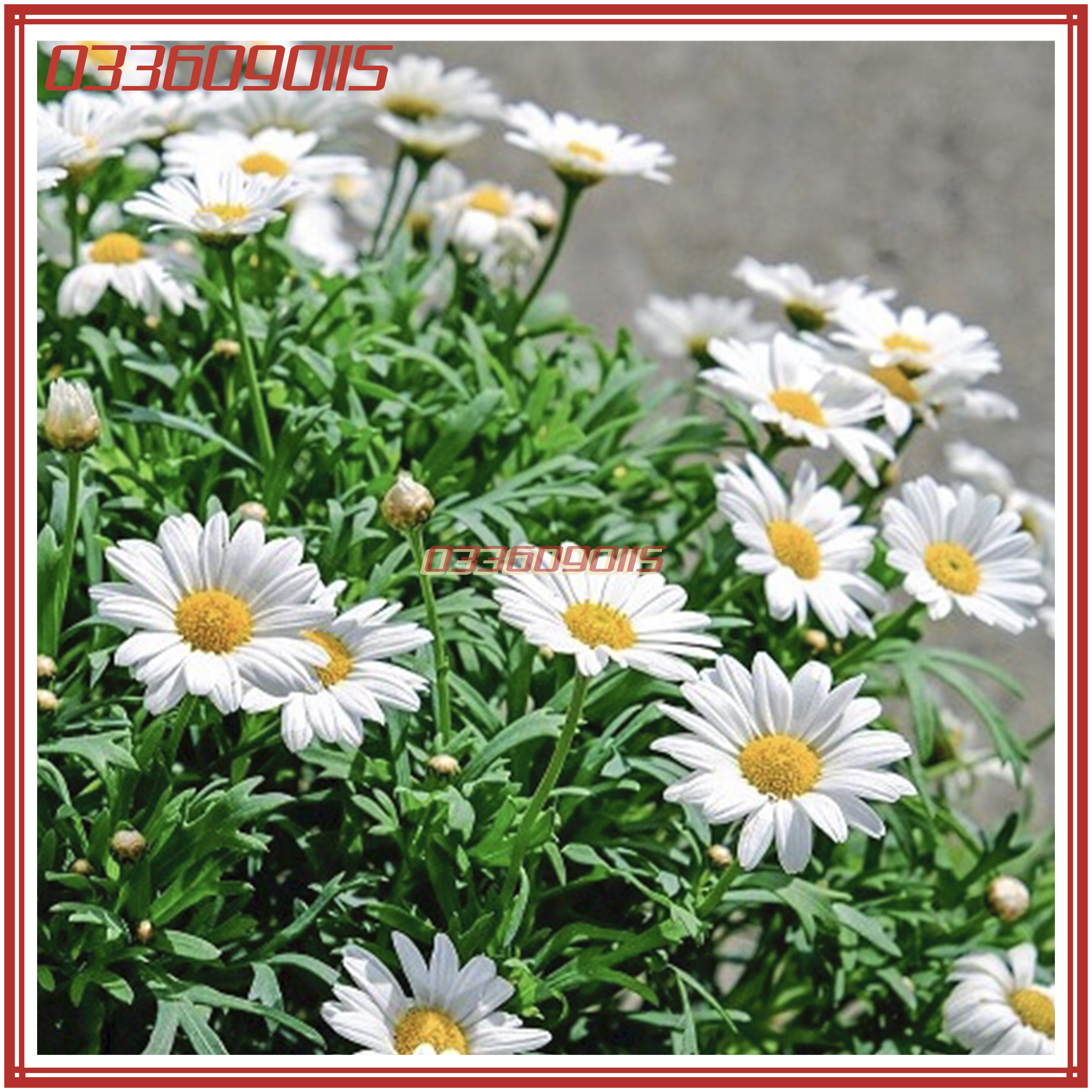 Túi 100 Hạt giống hoa cúc chi trắng - hạt hoa chất lượng
