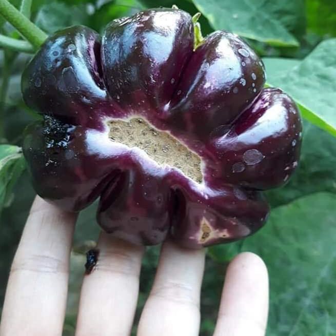 Hạt giống Cà bát Tím Khía-0.3gram
