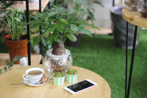 Kim Ngân 1 Thân Thủy Sinh_ Cây mini để bàn