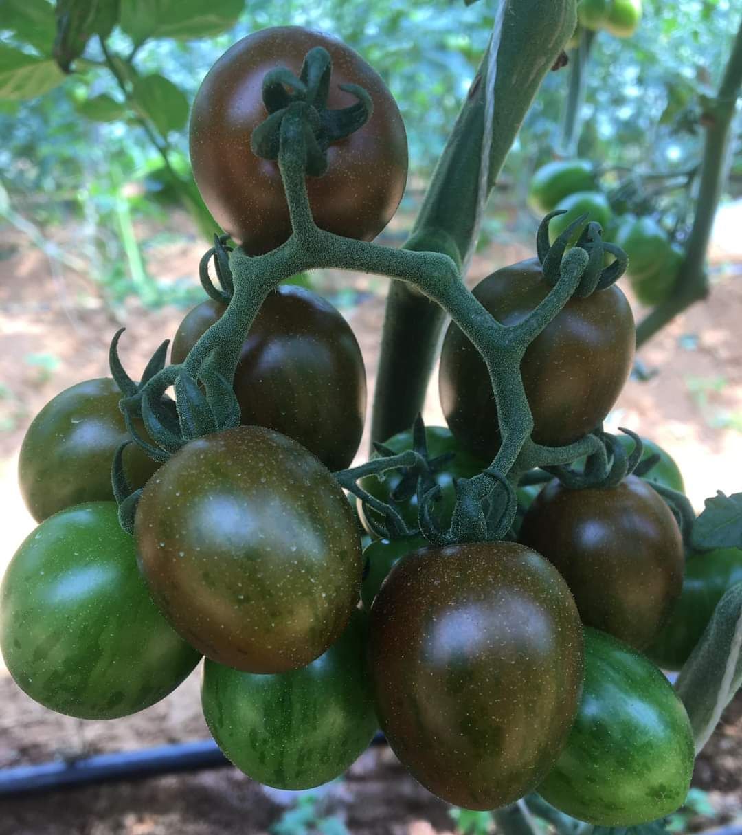 50h Hạt Giống Cà Chua Chocolate - TaNe Garden