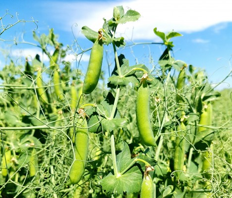 [HCM]Hạt Giống Đậu Hà Lan (Lấy Hạt) - Gói 20gr