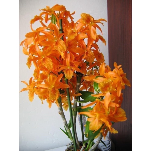 Hoa Lan hoàng thảo