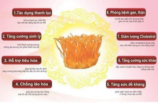 100G Nấm Đông Trùng Hạ Thảo Khô