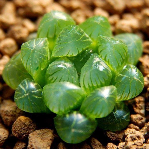 [Mới] - Hạt giống sen đá kim cương mix  giá rẻ