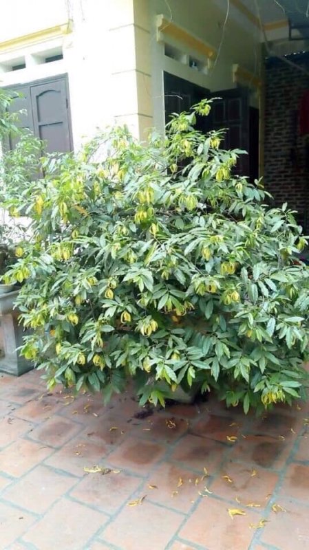 Cây HOA DẺ giống, hoa cực thơm