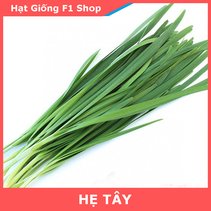 Hạt Giống Hẹ Tây (1 Gam)
