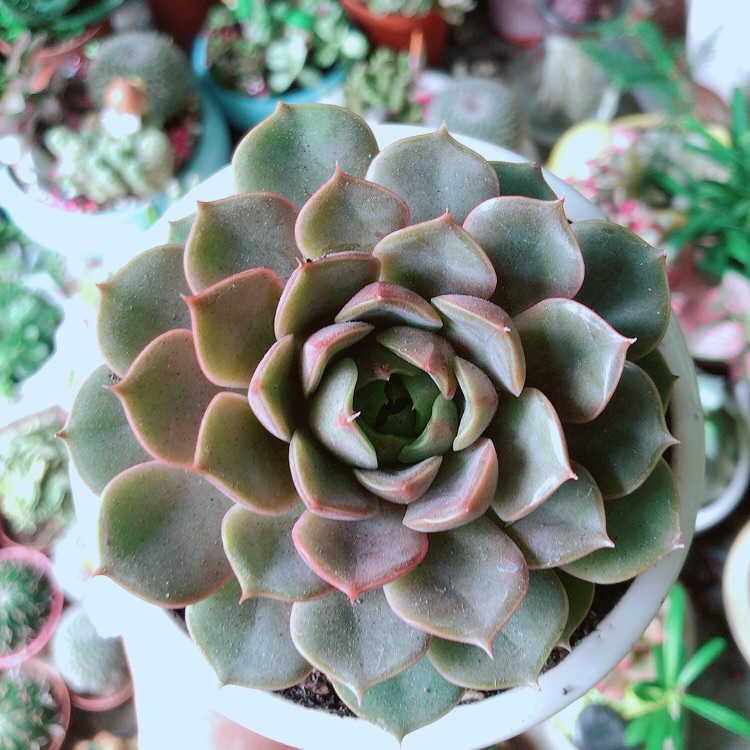 Chậu Cây Sen Đá Nâu