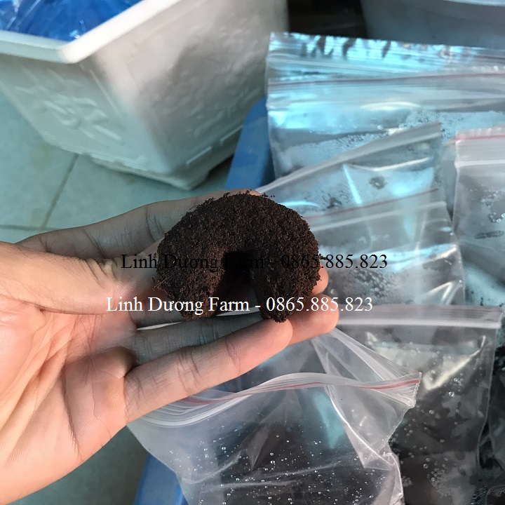 [GIÁ SỈ] 20 Mút Ươm Ki Hà Lan