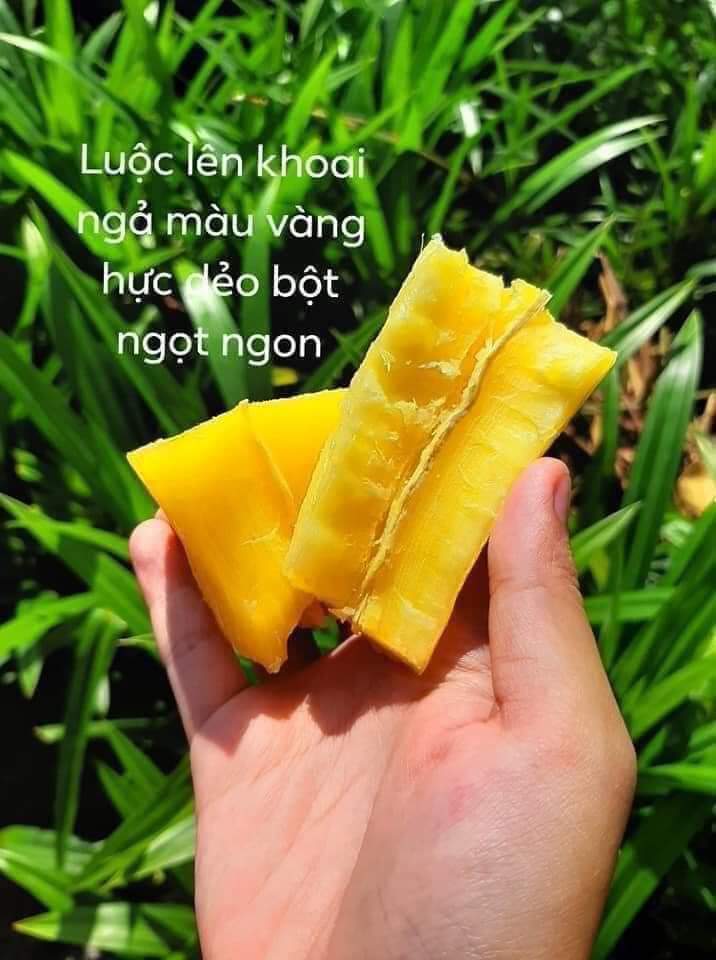 CÂY GIỐNG KHOAI MÌ RUỘT VÀNG (cao sản)