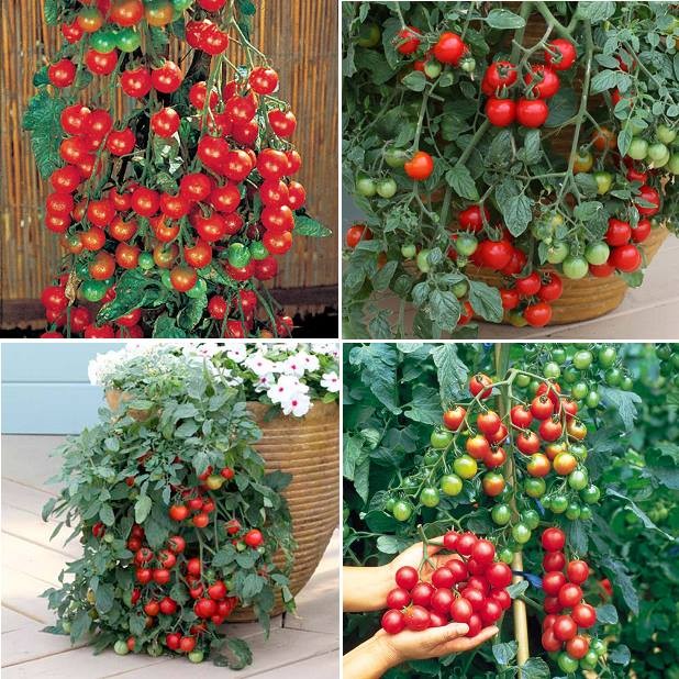 Hạt giống cà chua bi dây cherry đỏ - gói 30 hạt